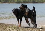 BEAUCERON 686